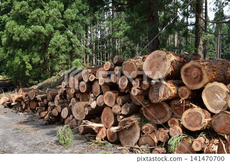 Logs of cut cedar Shonai, Yamagata Prefecture Logs of cut cedar Shonai, Yamagata Prefecture 141470700