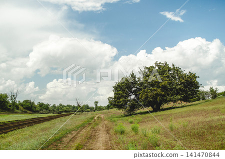Rural dirt road leading to a lone tree in open field. Scenic countryside pathway with natural landscape and cloudy sky backdrop. 141470844