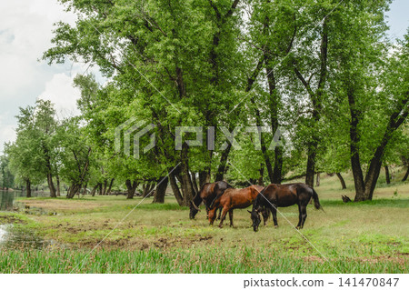 Horses grazing near river in natural landscape Horses grazing near river in natural landscape 141470847