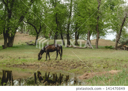 Peaceful nature scene with healthy horse in vibrant outdoor environment. Peaceful nature scene with healthy horse in vibrant outdoor environment. 141470849