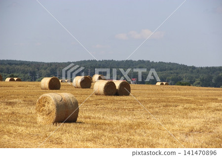 Harvested wheat field with scattered round straw bales across golden farmland under summer sky Harvested wheat field with scattered round straw bales across golden farmland under summer sky 141470896
