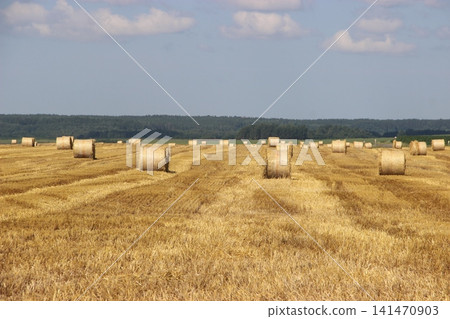 Golden straw bales across harvested farming field beneath blue sky and expansive rural landscape Golden straw bales across harvested farming field beneath blue sky and expansive rural landscape 141470903