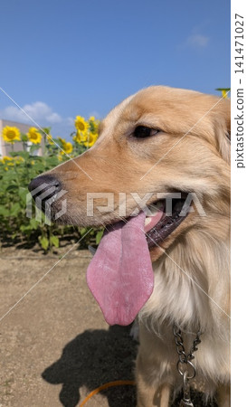 A golden retriever strolling through a sunflower field under a blue sky. A golden retriever strolling through a sunflower field under a blue sky. 141471027