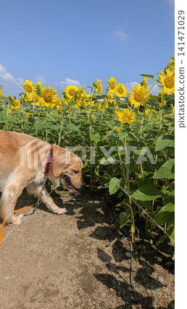 A golden retriever strolling through a sunflower field under a blue sky. A golden retriever strolling through a sunflower field under a blue sky. 141471029