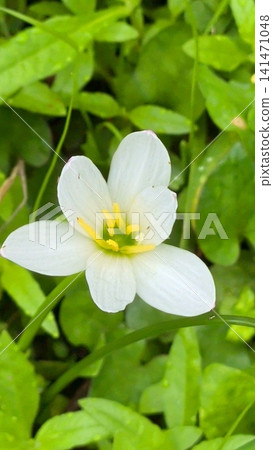 Thamas敢於開花 141471048