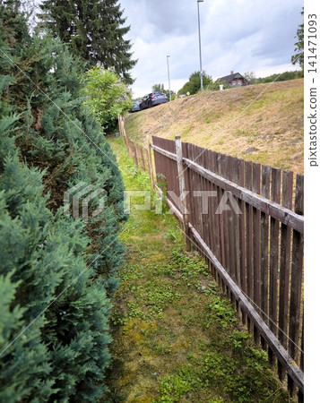 Wooden picket fence and green thujas along a narrow path in the countryside. Wooden picket fence and green thujas along a narrow path in the countryside. 141471093