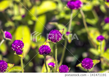 Purple Globe Amaranth Flowers in Sunlit Botanical Garden Purple Globe Amaranth Flowers in Sunlit Botanical Garden 141471191