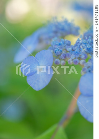 雨季盛開的藍色繡球花 [雨季] [初夏] 141471199