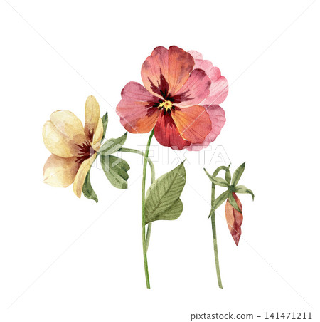 Watercolor pansy flower with yellow and red petals. Hand-drawn botanical illustration of a garden plant for a card design.	 141471211