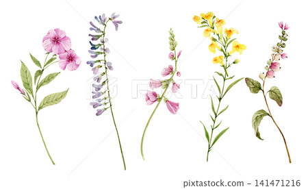 A collection of hand-drawn botanical plants and flowers. Watercolor illustrations for greeting card decoration. A collection of hand-drawn botanical plants and flowers. Watercolor illustrations for greeting card decoration. 141471216