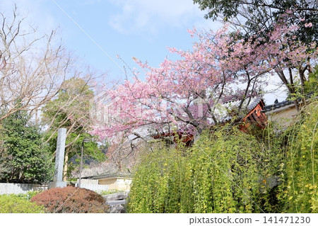 Kawazu cherry blossoms at the temple gate are in full bloom. Kawazu cherry blossoms at the temple gate are in full bloom. 141471230