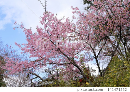 Kawazu cherry blossoms at the temple gate Kawazu cherry blossoms at the temple gate 141471232