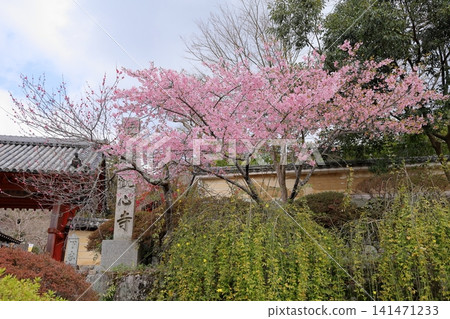 Kawazu cherry blossoms at the temple gate Kawazu cherry blossoms at the temple gate 141471233
