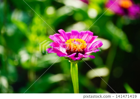 百日草 百日草 141471419