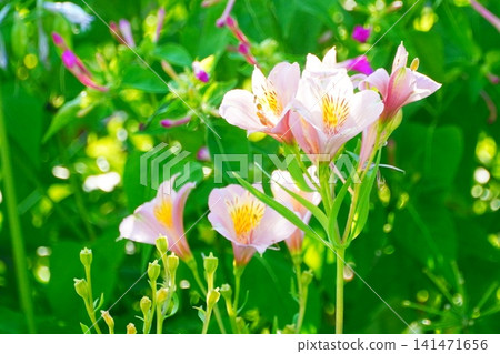 Alstroemeria Alstroemeria 141471656
