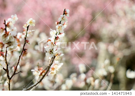 Refreshing white plum blossoms Refreshing white plum blossoms 141471943