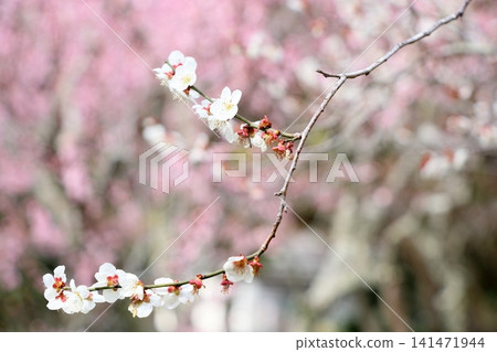 清爽的白梅花 清爽的白梅花 141471944