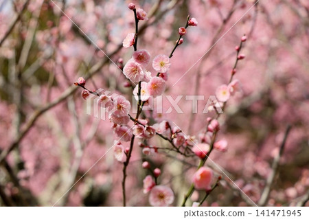 可愛的粉紅色梅花 141471945
