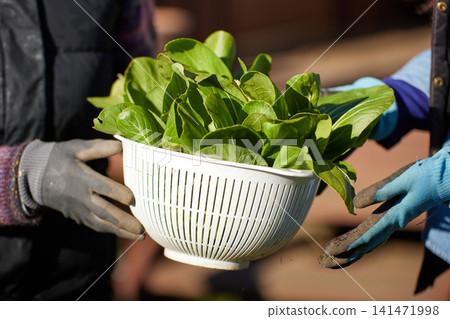 Two women harvesting winter vegetables 141471998