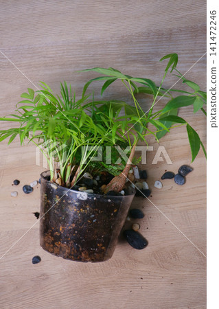 Replanting foliage plants Replanting foliage plants 141472246