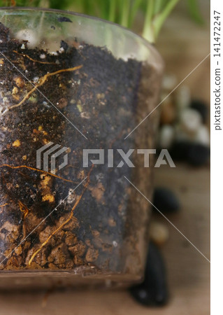 Replanting foliage plants Replanting foliage plants 141472247