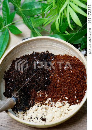 重新種植觀葉植物 重新種植觀葉植物 141472251