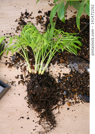 Replanting foliage plants Replanting foliage plants 141472262