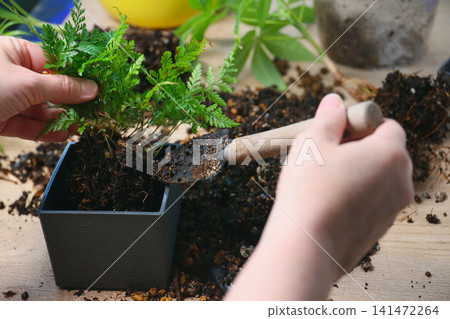 重新種植觀葉植物 重新種植觀葉植物 141472264