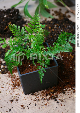 重新種植觀葉植物 141472266