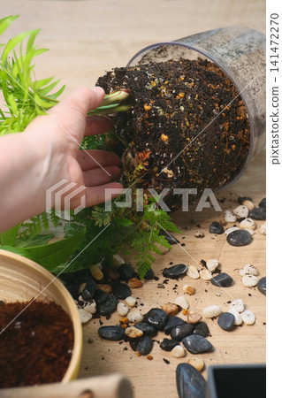 觀葉植物的盆栽植物 141472270
