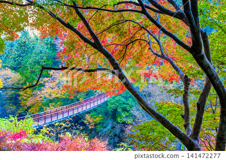 Tokyo: Ishifunebashi Bridge in the Akigawa Valley, dyed in autumn leaves Tokyo: Ishifunebashi Bridge in the Akigawa Valley, dyed in autumn leaves 141472277