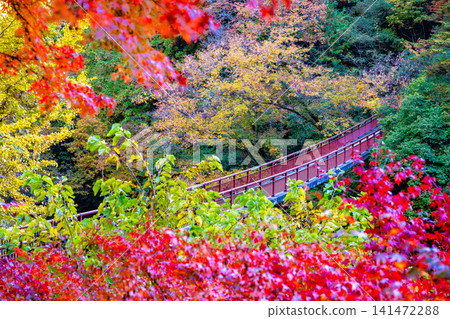 秋川谷、石船橋,染紅了東京的秋葉 秋川谷、石船橋,染紅了東京的秋葉 141472288