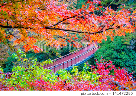 Tokyo: Ishifunebashi Bridge in the Akigawa Valley, dyed in autumn leaves Tokyo: Ishifunebashi Bridge in the Akigawa Valley, dyed in autumn leaves 141472290