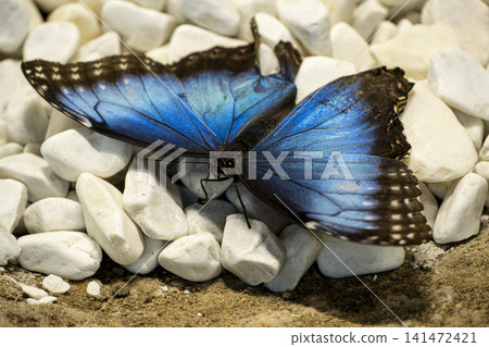 Blue Morpho Butterfly with Wings Fully Open. Blue Morpho Butterfly with Wings Fully Open. 141472421