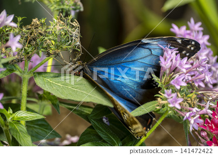 Blue Morpho Butterfly with Wings Fully Open. Blue Morpho Butterfly with Wings Fully Open. 141472422