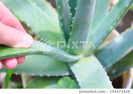 採摘蘆薈葉 141472426