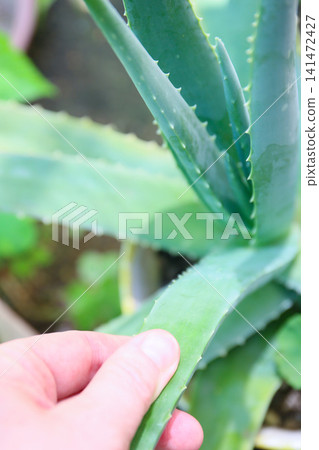 採摘蘆薈葉 141472427