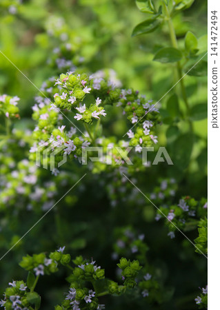 香草園裡的牛至花開了 香草園裡的牛至花開了 141472494