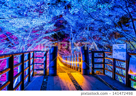 Ibaraki: Hananuki Valley illuminated in autumn colors. Ibaraki: Hananuki Valley illuminated in autumn colors. 141472498