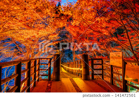 Ibaraki: Hananuki Valley illuminated in autumn colors. Ibaraki: Hananuki Valley illuminated in autumn colors. 141472501
