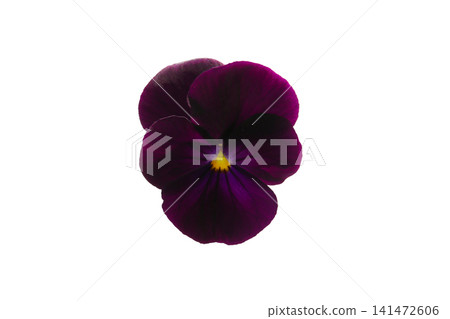 Pansy flowers, white background Pansy flowers, white background 141472606