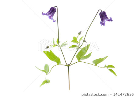 鐘形鐵線蓮花,白色背景 鐘形鐵線蓮花,白色背景 141472656