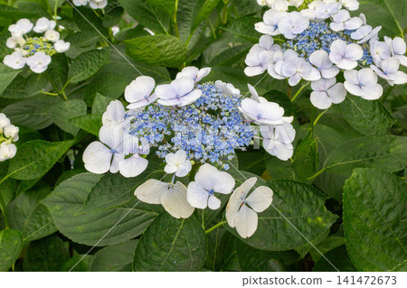 Hydrangea flowers (Libera Vice) Hydrangea flowers (Libera Vice) 141472673