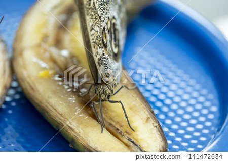 Macro Photography of an Owl Butterfly. Macro Photography of an Owl Butterfly. 141472684