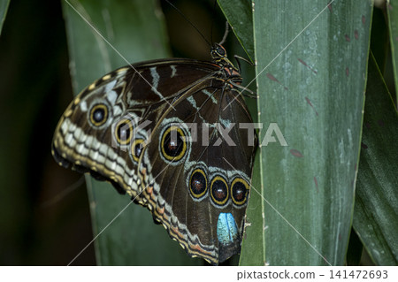 Macro Photography of an Owl Butterfly. Macro Photography of an Owl Butterfly. 141472693