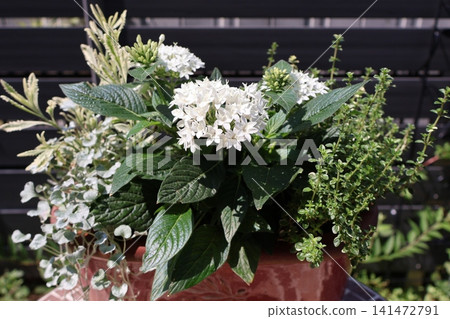 混合種植中的白五星花 混合種植中的白五星花 141472791