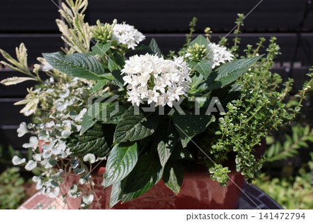 混合種植中的白五星花 混合種植中的白五星花 141472794