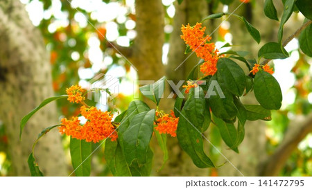 秋天公園裡的桂花 秋天公園裡的桂花 141472795