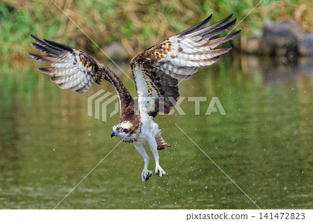 Osprey takes flight, spreading its large wings. Osprey takes flight, spreading its large wings. 141472823