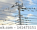 Many starlings gather on electric wires 141473151